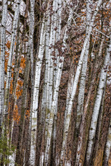 Obraz premium Grouping of Birch Trees