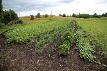 Fototapeta na wymiar Selbstversorger Bioanbau Feld mit Gemüsen und Kräutern