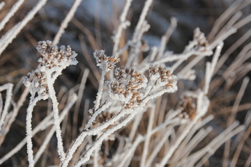 Gräser im Frost