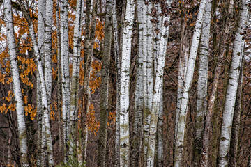 Obraz premium Grouping of Birch Trees