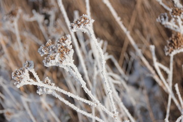 Gräser im Frost