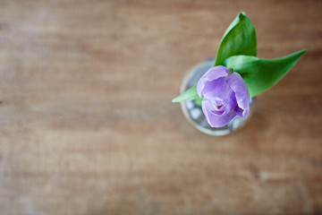 violot tulip from above creative focus