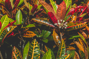 colorful croton plant,tropical tree leaf texture.