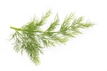 Fresh dill on the white background.