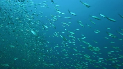 Large shoal of fish ripples and sways, North atlantic , North Carolina, USA, Oct 2016