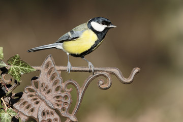 Great tit, Parus major