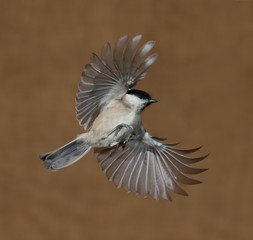 Fototapeta premium Marsh tit, Poecile palustris
