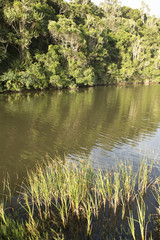 Obraz na płótnie Canvas Tranquil River Scene by Forest.