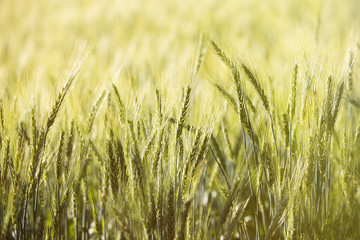 Closeup of yellow green rice field in Thailand.