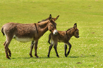 Mother and newborn baby donkeys © Geza Farkas