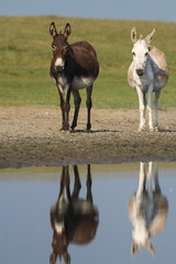 Naklejka na ściany i meble Two donkeys on a watering place