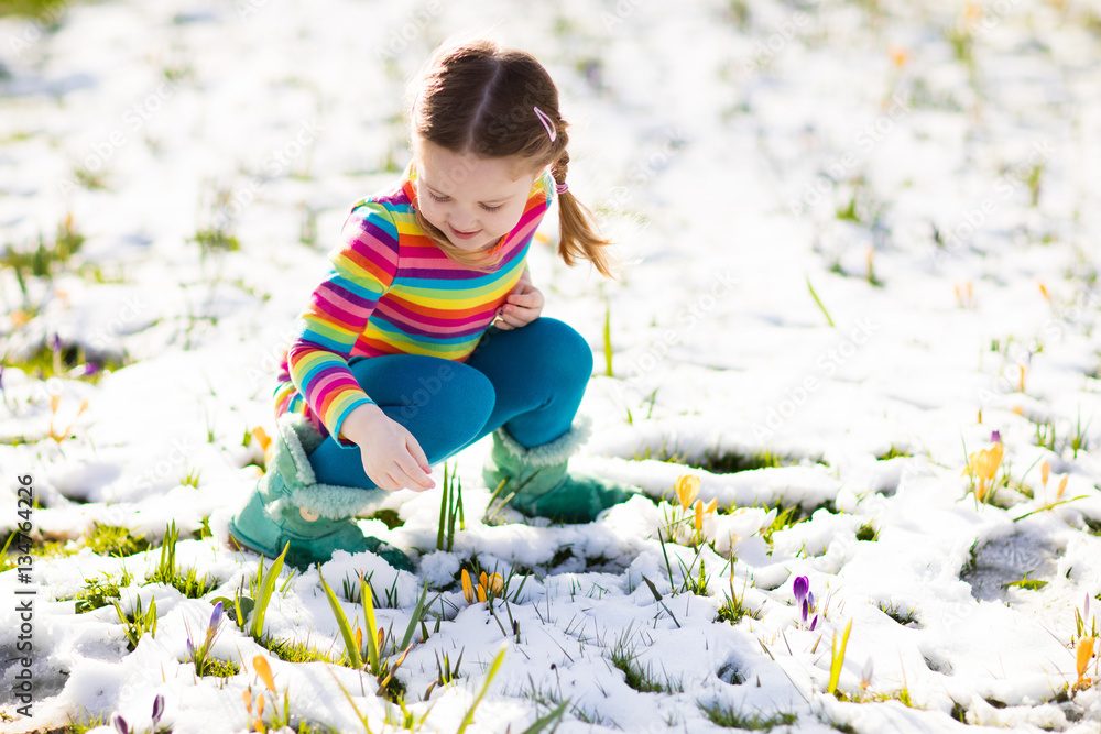 Wall mural Little girl with crocus flowers under snow in spring