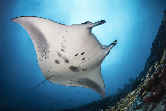 Manta birostris 2