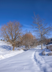 Snow covered park and blue sky in Moscow, Idaho.