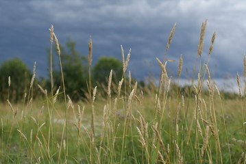 Sharp and blurred spikes of grass on a background of field, trees and stormy sky