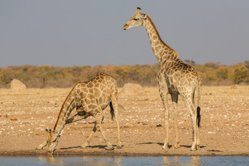 Couple of giraffes drinking at a water pool, Etosha National Park, Namibia