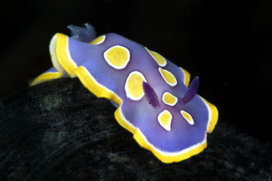 Nudibranco 2