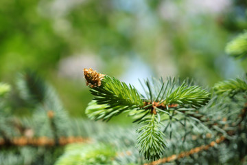 Young twig tree dissolved, selective focus on branch
