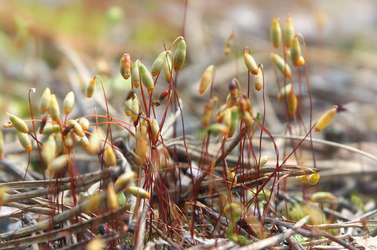 Sporogonia sphagnum moss on thin stems, near the dry pine needles, macro photography