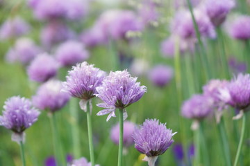 Chives in bloom, many flower buds, Bokeh