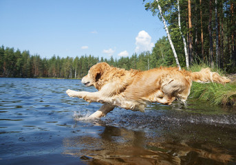 Dog Golden Retriever dives into the forest lake shore with a running, a moment before immersion in...