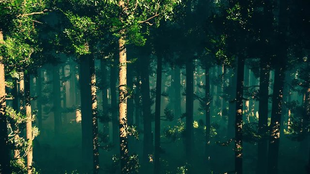 Wonderful Epic Evergreen Forest in the Sunset Cinematic 3D Animation