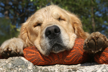 Golden Retriever sleeps on a pillow on the big stone