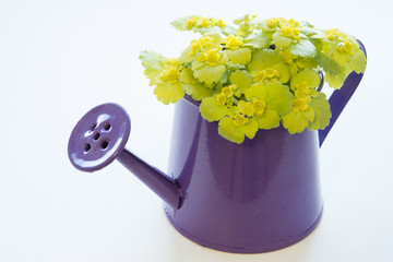 Little purple watering can, filled with green flowers on a white background