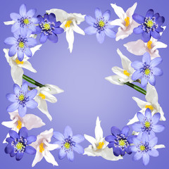 Naklejka na ściany i meble Beautiful spring background with flowers of crocus and hepatica 