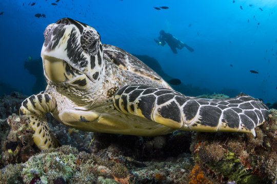 Turtle 1