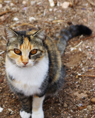Cat with unusual Brown eyes sits on the ground focus on the eyes