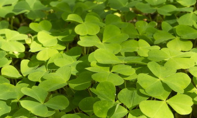 Wood Sorrel growing in the forest, macro, copy space