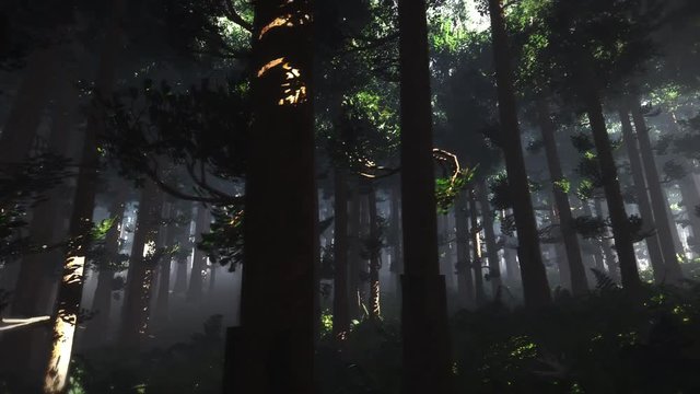 4K Wonderful Epic Evergreen Forest in the Sunset Cinematic 3D Animation