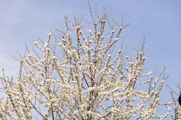 branches with white flowers
