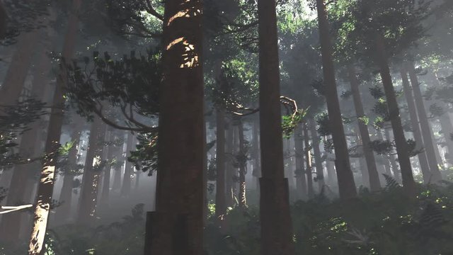 4K Wonderful Epic Evergreen Forest in the Sunset Cinematic 3D Animation