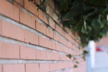 living wall