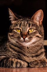 cat with yellow eyes lying on the floor