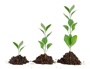 Three plants in soil
