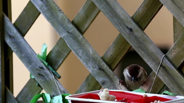 Passero mentre mangia