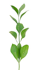 Close up of plant