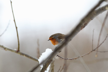 Robin on a snowy branch on a gray background