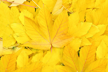 Fall yellow maple leaves close up. Autumn background