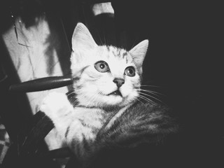 my kitty © Николай Каратеев