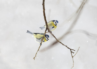 Coal tit on a stump of a branches
