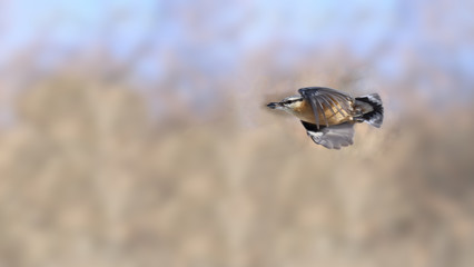 Nuthatch flying with prey in beak