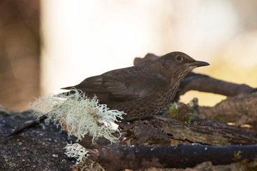 Blackbird, Turdus merula