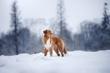 dog in the forest, in winter, it is snowing