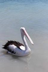 Fototapeta na wymiar Pelican / Pelikan