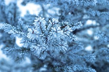 Naklejka na ściany i meble Frozen branch of fir tree. Winter nature plant