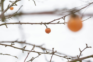 rotten apple hanging on  branch   winter day. frozen apples - obrazy, fototapety, plakaty